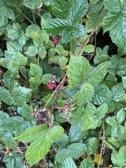 Rubus tuberculatus