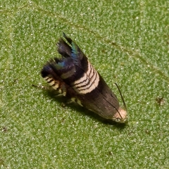 Grapholita compositella