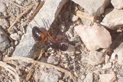 Camponotus sanctus