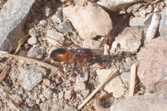 Camponotus sanctus
