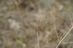 Trinia hispida