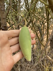 Leichhardtia australis