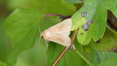 Mythimna albipuncta