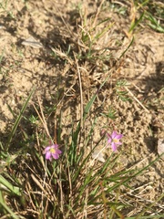 Spergularia rubra