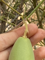Leichhardtia australis