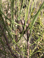 Hakea rostrata