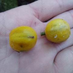 Chrysophyllum