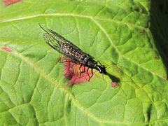 Raphidiidae