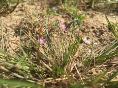 Spergularia rubra