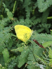 Eurema mandarina