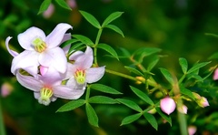 Boronia floribunda