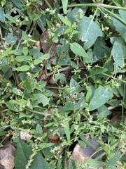 Atriplex patula