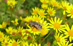 Tachinidae
