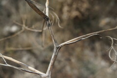 Trinia hispida