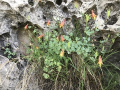 Aquilegia desertorum