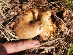 Lactarius zonarius