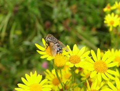 Tachinidae