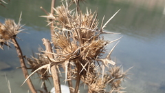 Centaurea calcitrapa