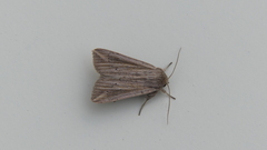 Mythimna riparia