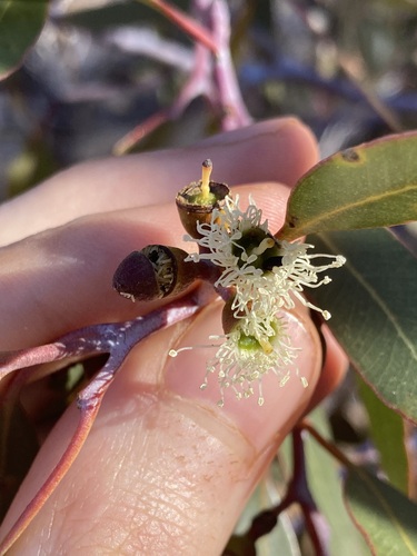 Image of Eucalyptus effusa by (c) Thomas Mesaglio, some rights reserved (CC BY)