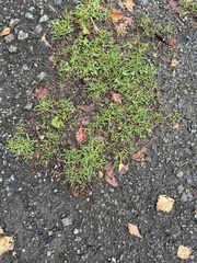 Poa annua