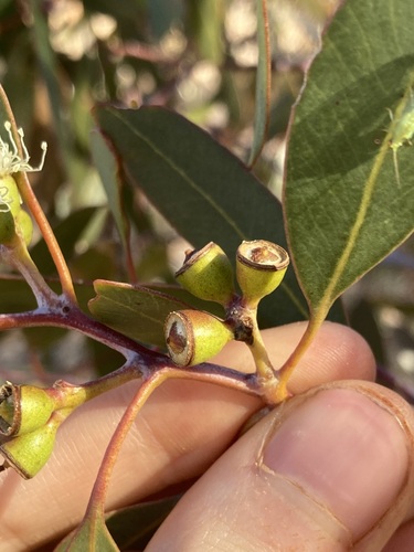 Image of Eucalyptus effusa by (c) Thomas Mesaglio, some rights reserved (CC BY)