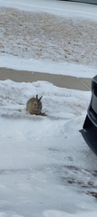 Lepus americanus