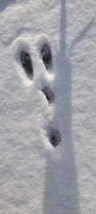 Lepus americanus