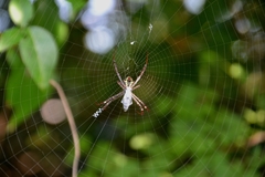 Argiope anasuja