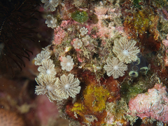 Clavularia