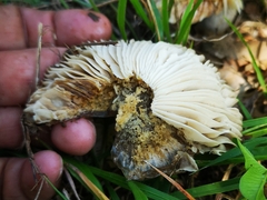 Lactarius zonarius