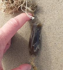 Scyliorhinus canicula