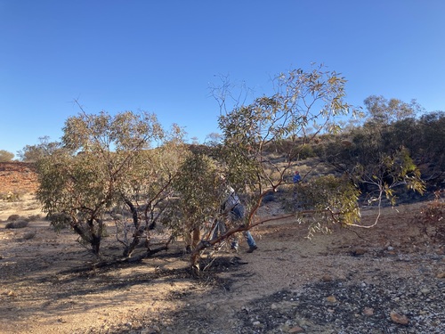 Desert Gimlet (Eucalyptus effusa)
