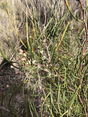 Hakea rostrata