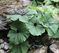 Petasites