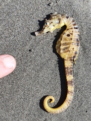 Hippocampus abdominalis
