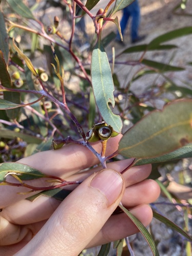 Image of Eucalyptus effusa by (c) Thomas Mesaglio, some rights reserved (CC BY)