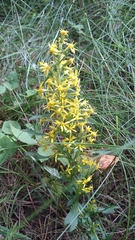 Solidago virgaurea