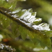 Schimperobryum splendidissimum - Photo (c) F, some rights reserved (CC BY-NC), uploaded by F