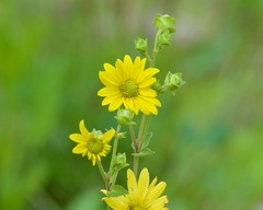 Silphium integrifolium