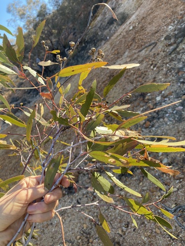 Image of Eucalyptus effusa by (c) Thomas Mesaglio, some rights reserved (CC BY)