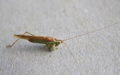 Conocephalus fuscus