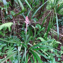 Aechmea distichantha
