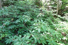 Rhododendron luteum