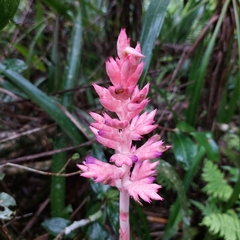 Aechmea distichantha