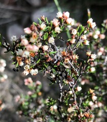 Cryptandra tomentosa