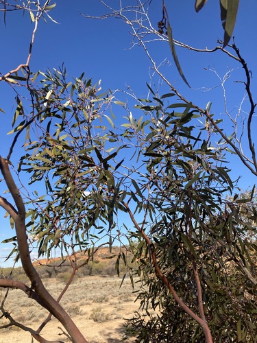 Image of Eucalyptus effusa by (c) Thomas Mesaglio, some rights reserved (CC BY)