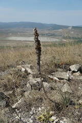 Asphodeline taurica