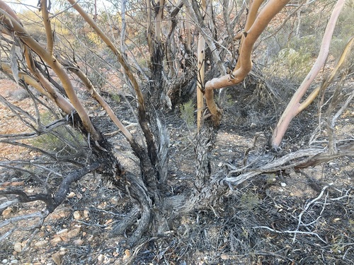 Image of Eucalyptus effusa by (c) Thomas Mesaglio, some rights reserved (CC BY)