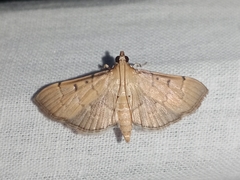 Herpetogramma